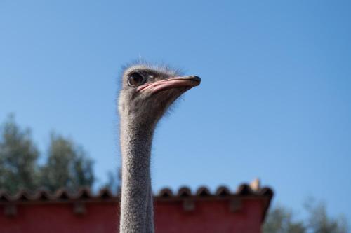 ファームステイの敷地内または近くにいる動物