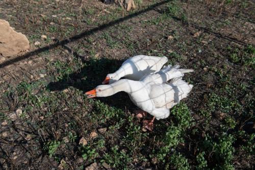 ファームステイの敷地内または近くにいる動物