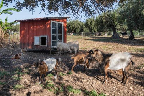 ファームステイの敷地内または近くにいる動物