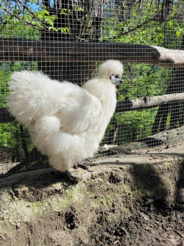 a white chicken standing in front of a fence at Roulotte avec piscine la jonquille in Valgorge