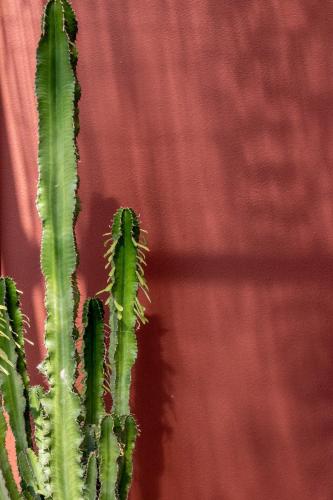 a green cactus in front of a red curtain at Hotel Abc in Cervia
