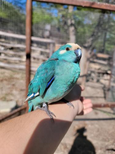 a blue bird sitting on a persons hand at La roulotte rose rouge in Valgorge