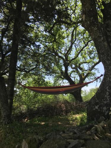a hammock hanging between two trees in a forest at Cozy Hide Away Frantato in Akamatra