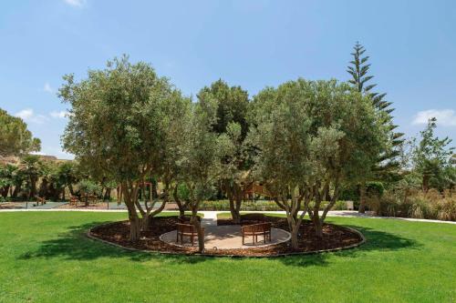 park z dwoma ławkami pod dwoma drzewami w obiekcie Kempinski Hotel San Lawrenz w mieście San Lawrenz