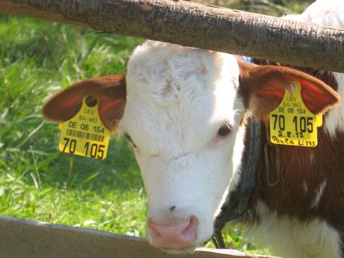 a brown and white cow with yellow tags in its ears at Dischhansenhof in Glottertal