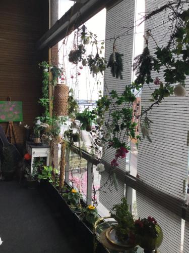 a room with a bunch of plants in a window at 2room Kalasatama Helsinki in Helsinki