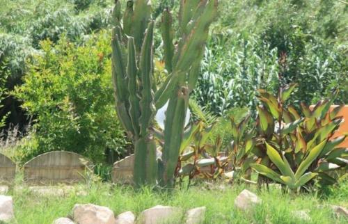 a cactus in the middle of a garden at Sa Funtana in Gonnesa