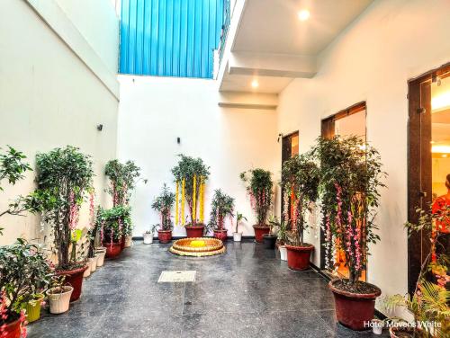 古爾岡的住宿－Mavens White Artemis Hospital Road Sector 52 Gurgaon，充满了许多盆栽植物的房间