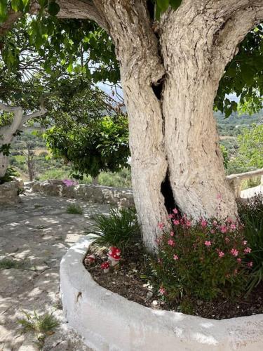 Κήπος έξω από το Vrysses Lodge Michael Stelianos