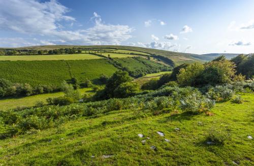 a green hillside with sheep in a field at Hillway Lodge, Withypool in Withypool