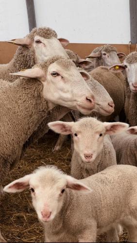 a herd of sheep standing next to each other at Fattoria del Borgo in Sabina in Rieti
