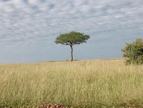 a lone tree in a field of tall grass at Wild Heart Safari Camp in Sekenani