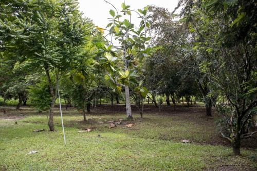 a group of trees in a field with grass at Sabajo appartement verhuur in Paramaribo