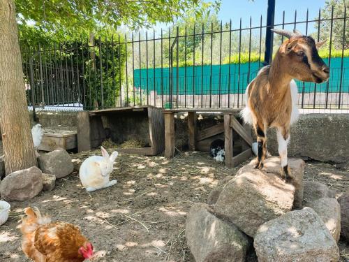 a goat standing on a rock next to some chickens at DOMAINE DE LA SOURCO - Villa, Maisons & Chalet, Magnifique Havre De Paix En Provence in Trans-en-Provence