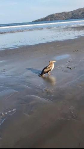 a bird walking on a beach near the water at Résidence Les Deux Mules in Ahfir