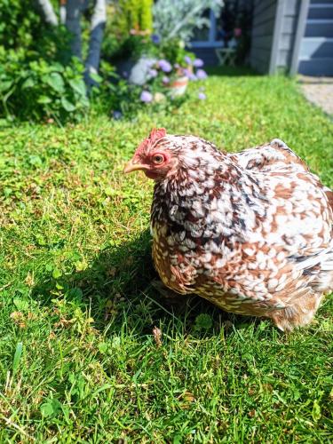 un poulet assis sur l'herbe dans la cour dans l'établissement La Fremille T2 - 1br - 400m gare Versailles Paris - Piscine Terrasse Parking, à Saint-Cyr-lʼÉcole