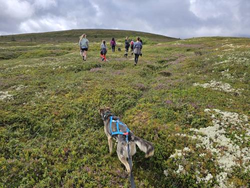 a dog in a field with people walking on a hill at Villa Fregn in Ljørdal