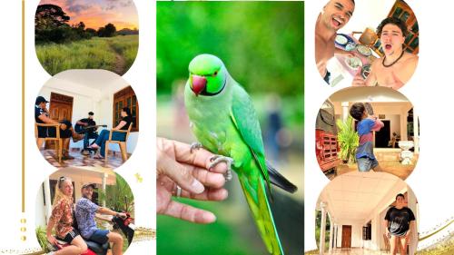 a collage of pictures of people and a parrot at Grand Refuge wilpathu safari Home made foods Bikes Bicycles Tuk tuk Bird view Lake jogging in Anuradhapura