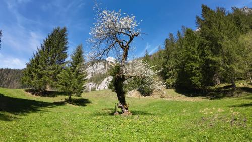 a tree with white flowers on it in a field at Haus 1683 - Wolfbauer in Johnsbach