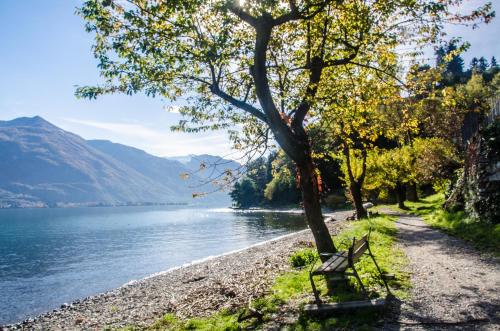 a bench sitting next to a tree next to a lake at AnMa Cottages The Secret Garden in Pianello Del Lario