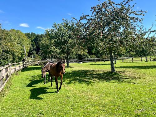 two horses walking in a field next to a fence at Paisible cottage au bord de l'eau -15 mn des côtes in Pierrefitte-en-Auge