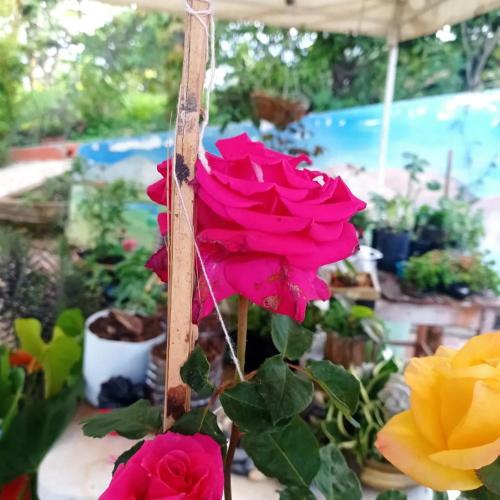 Giardino di Cabaña Villa Esperanza