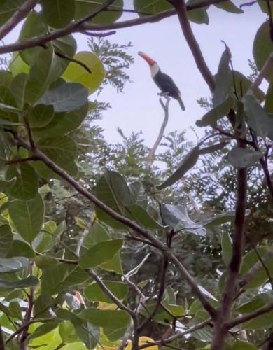 a bird perched on top of a tree at Casa na Pousada Hortelã Pimenta in Itirapina