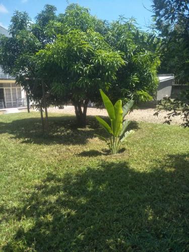 a plant in the middle of a yard with trees at Iwachu Villa in Bujumbura