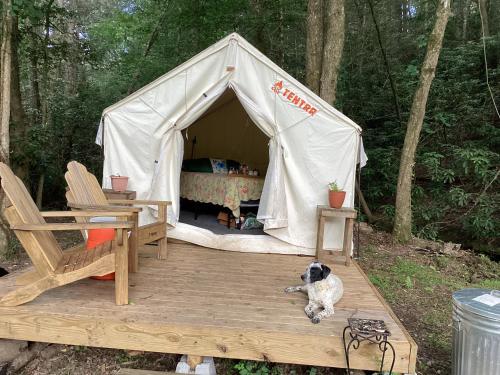 a tent with a dog sitting on a wooden deck at GLAMPING Off Grid Tent ULTIMATE IN COMFORT in Turtletown