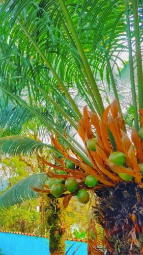 a palm tree with green olives on it at Renovo Beija-flor Hostel e Espaço Terapêutico in Bertioga