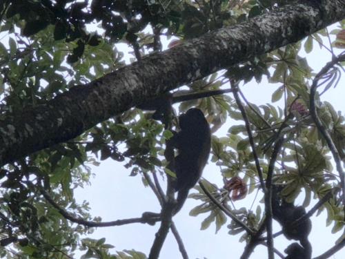 Fotografie z fotogalerie ubytování Tree House Bosque Nuboso Monteverde v destinaci Monteverde Costa Rica