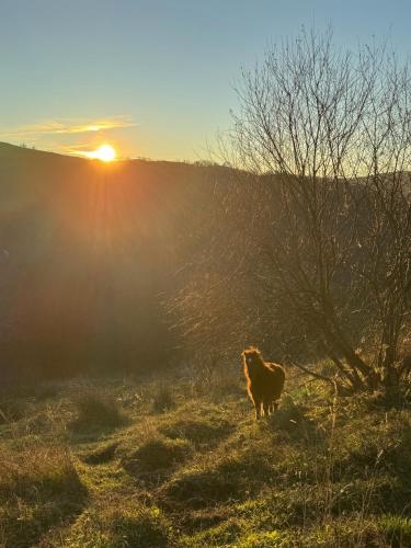 a camel standing in a field at sunset at Chalet de Dourbies in Dourbies