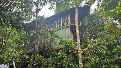 Κήπος έξω από το Cabaña en el arbol del Tacana