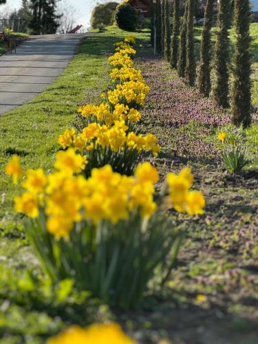 a row of yellow daffodils in a garden at Hofgut Bergchalet Mirabell - Natururlaub am Bodensee in Friedrichshafen