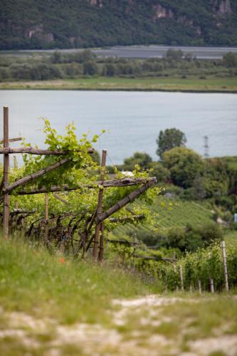 a vineyard with a view of a body of water at Arzenhof, Baron Di Pauli in Caldaro