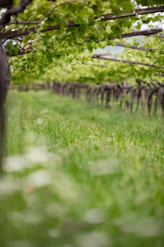 a field of green grass with trees in the background at Arzenhof, Baron Di Pauli in Caldaro