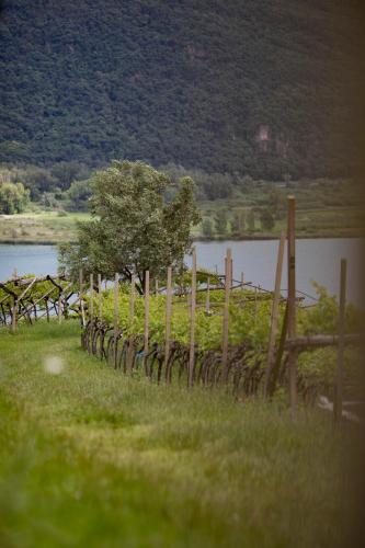 a fence with a tree next to a body of water at Arzenhof, Baron Di Pauli in Caldaro