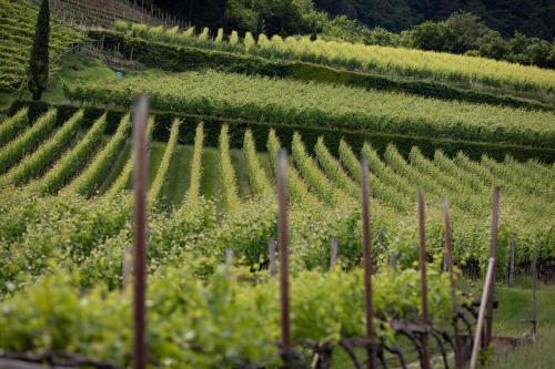 a vineyard with rows of green vines at Arzenhof, Baron Di Pauli in Caldaro