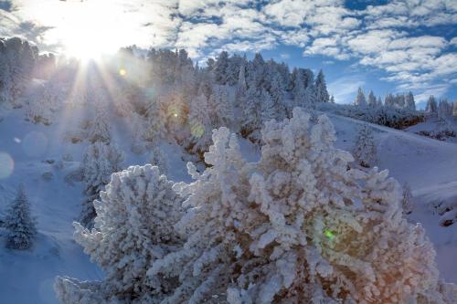 a group of trees covered in snow with the sun in the background at studio, 2 personnes, Les Balcons de Recoin in Chamrousse