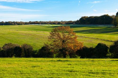 a green field with a tree in the middle at Holiday Inn Express London - Epsom Downs, an IHG Hotel in Epsom