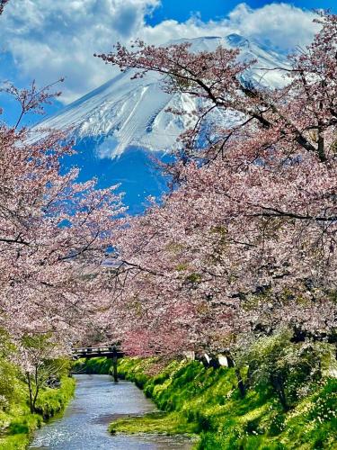 a group of cherry trees with a mountain in the background at T&T Fujiyama Guest House in Fujiyoshida