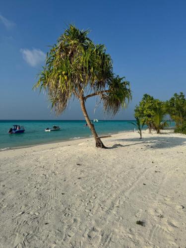 a palm tree on a sandy beach near the ocean at Oi Beach in Maamigili