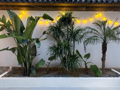 a group of plants against a wall with lights at 渔月撸猫客栈-大理古城店 in Dali