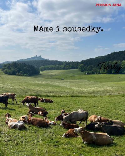 a herd of cows laying in a field at Pension Jana Hrubá Skála in Hrubá Skála