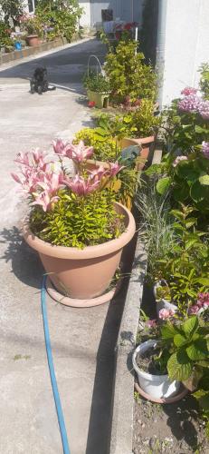 a row of potted plants on the side of a street at Boutique hotel in Poti
