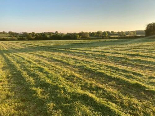 a field of grass with the sun shining on it at The Old Dairy & The Old Stables in Thetford