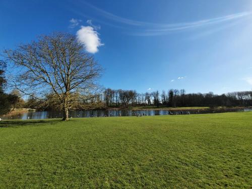 a tree in a field next to a lake at Relax and unwind at Windrush Lodge in Lydiard Millicent