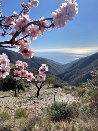 Φυσικό τοπίο κοντά σε αυτό το διαμέρισμα