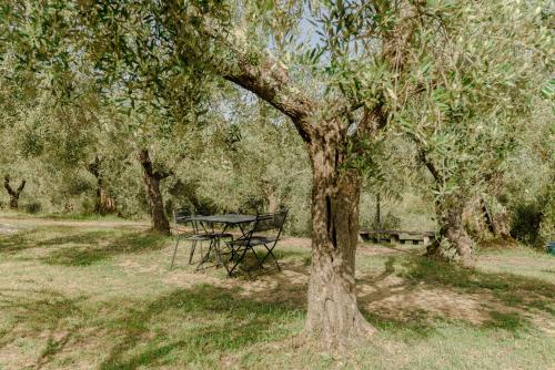 a picnic table and a bench under a tree at Agriturismo Il Mulino delle canutole in Magione