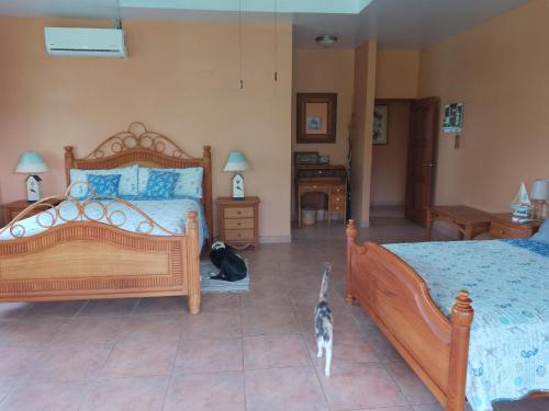 a bedroom with two cats walking around a bed at Gone Fishing Panama Resort in Boca Chica